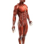 Muscular-System