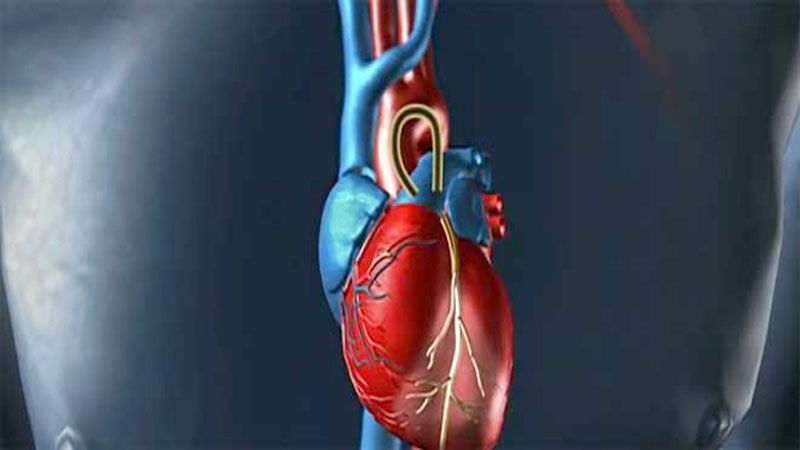 Células madre donadas: opción para corazón infartado