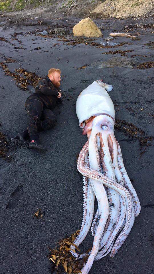 Descubren calamar gigante en playa de Nueva Zelanda