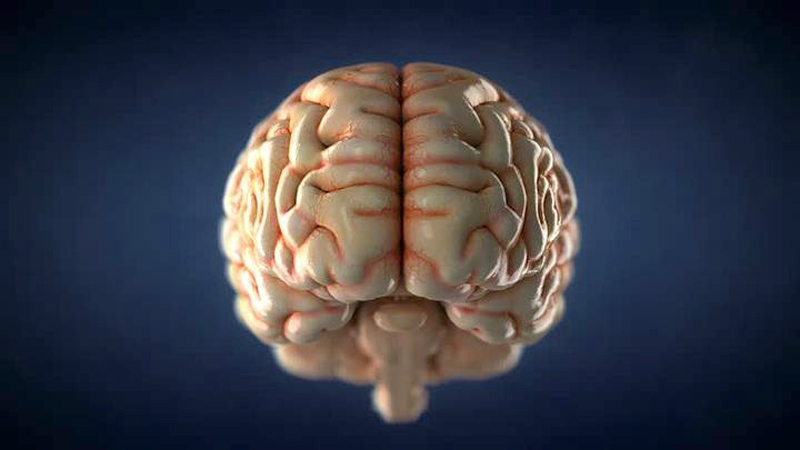 Error genético hizo evolucionar el cerebro humano