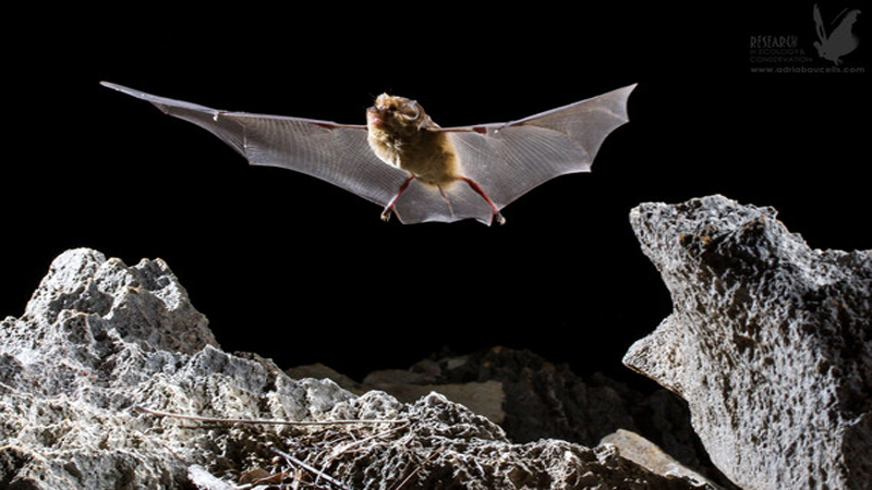 Alertan sobre la desprotección de los murciélagos