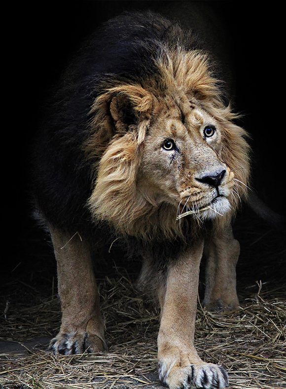A punto de extinguirse el majestuoso león de Abisinia