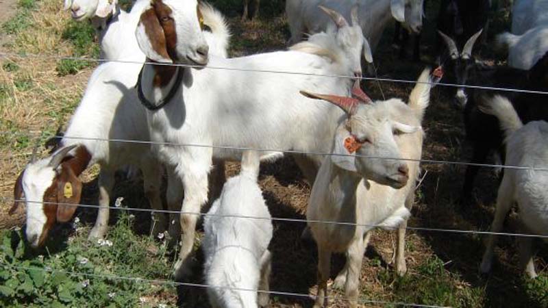 Mejoran calidad nutricional de la leche de cabra