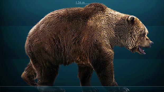 El oso cavernario no está completamente extinto