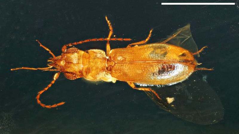 Revelaciones de escarabajo atrapado en ámbar en Jurásico