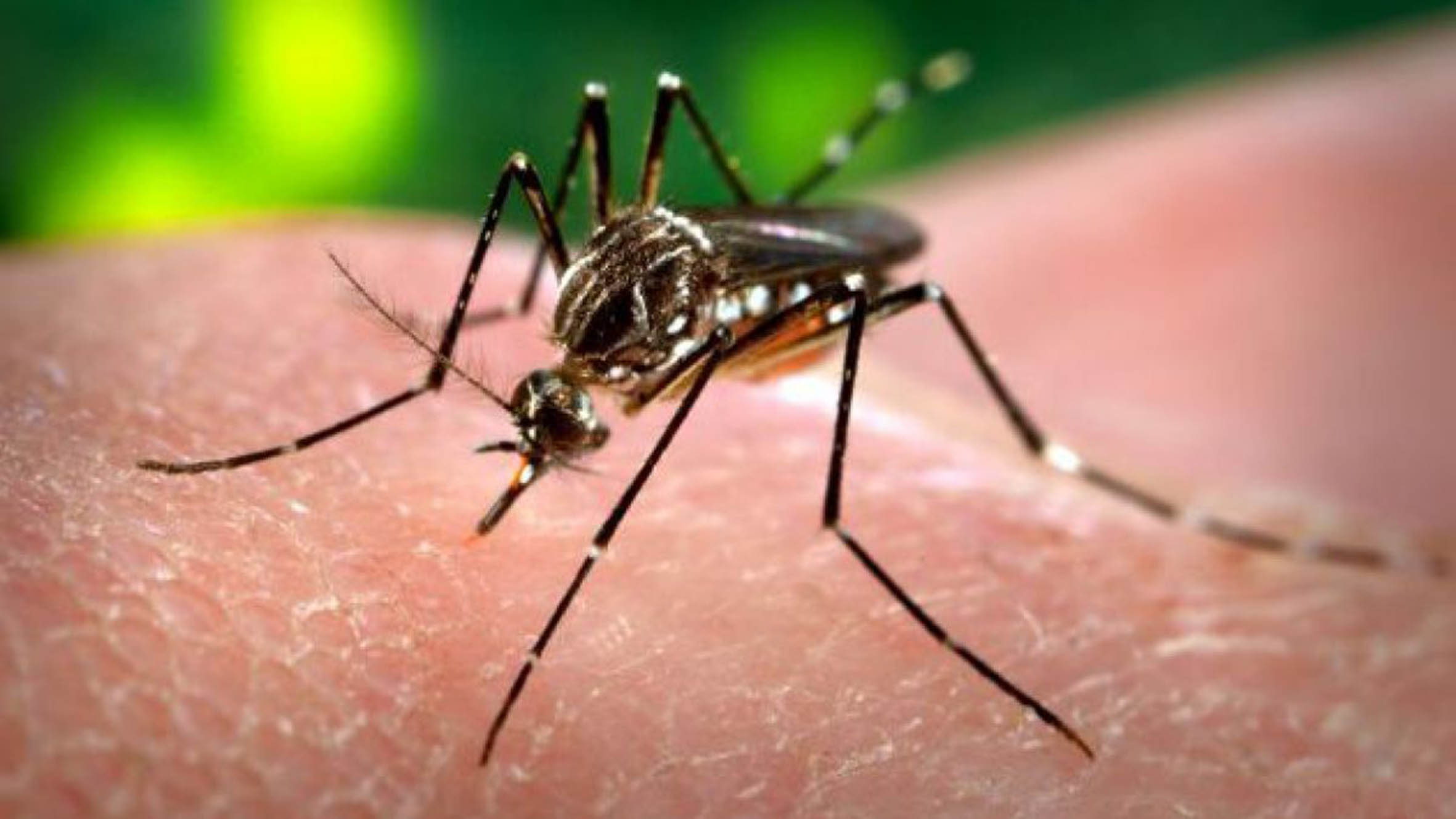 Mecanismo que afecta multiplicación de virus del dengue