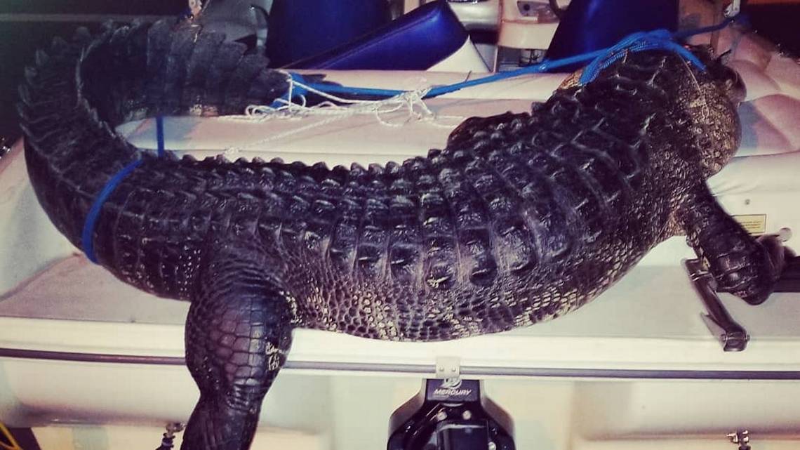 Capturan en Florida caimán de más de mil libras