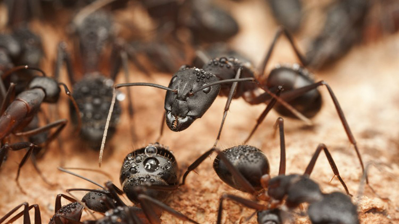 Las hormigas disertan sobre flujos de tráfico