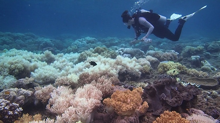Blanqueamiento afectó la Gran Barrera de Coral