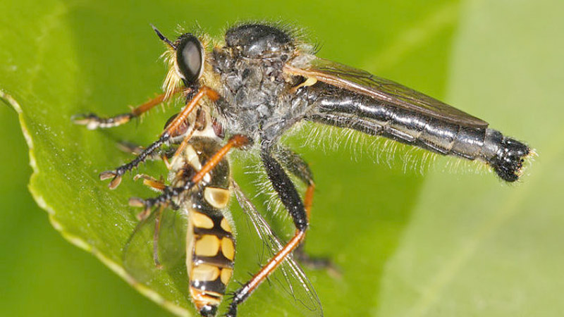 Insectos hambrientos amenazan seguridad alimentaria