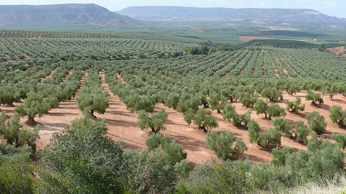 Modelo predice comportamiento del cultivo del olivo