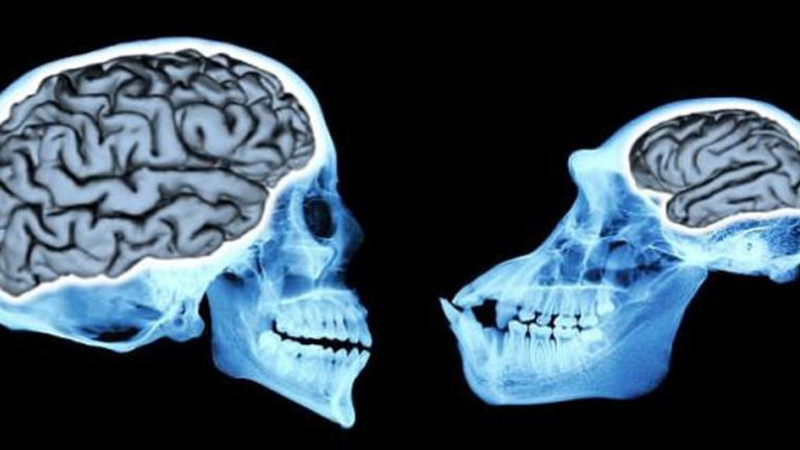 Por qué el cerebro humano es tan grande