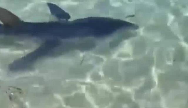 Tiburón hiere gravemente a surfista en Florida