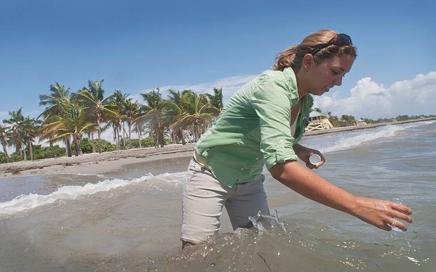 Algas tóxicas se están disipando en playas de Miami-Dade