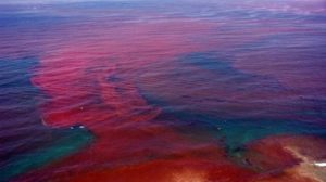 Marea roja en la Florida sobrevive paso de huracanes