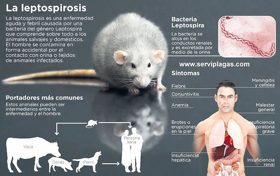 Alerta con las ratas leptospirosis repunta en Florida
