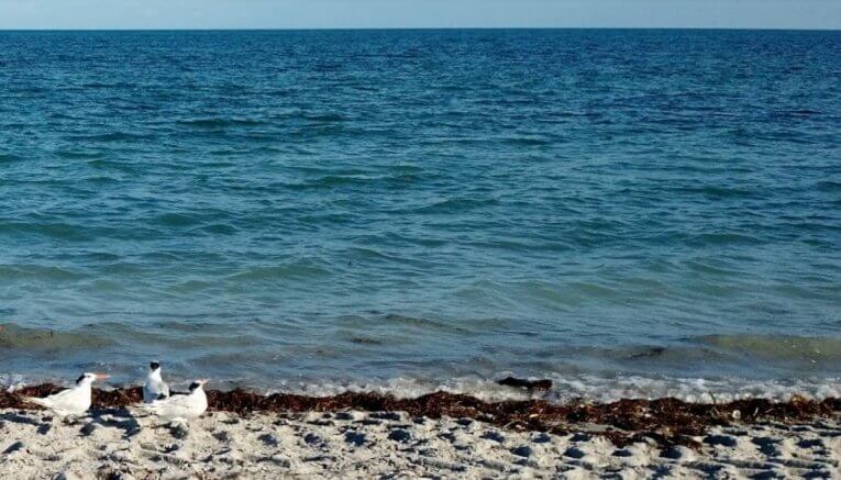Cierran playa en Miami por alerta de bacterias fecales