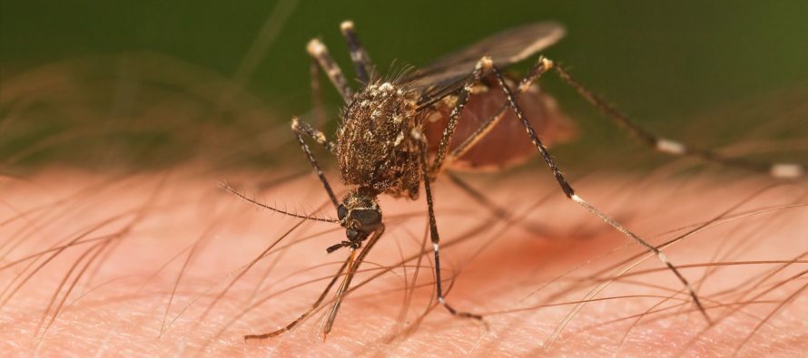 Mosquito encontrado en el sur de la Florida dio positivo al Virus del Nilo Occidental