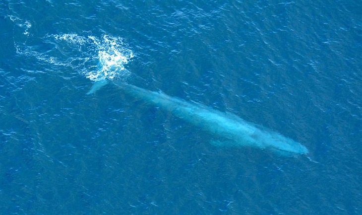 La ballena, primer animal observable desde el espacio