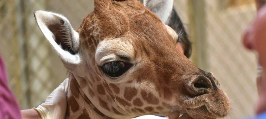 Alarma por muerte de animales en zoológico argentino