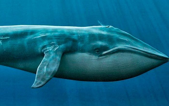 Delfines y ballena llaman a la conservación