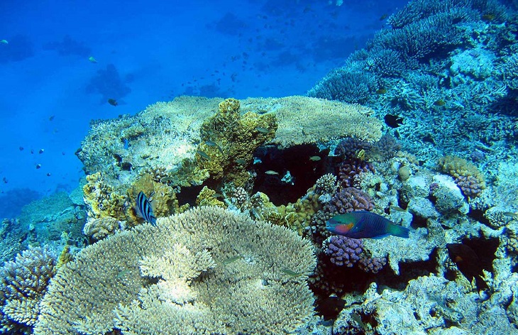 Cambio climático modifica composición de arrecifes