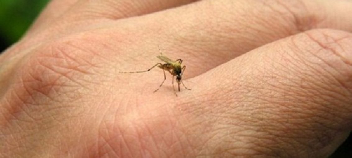 Científicos identifican nuevo fenotipo de malaria
