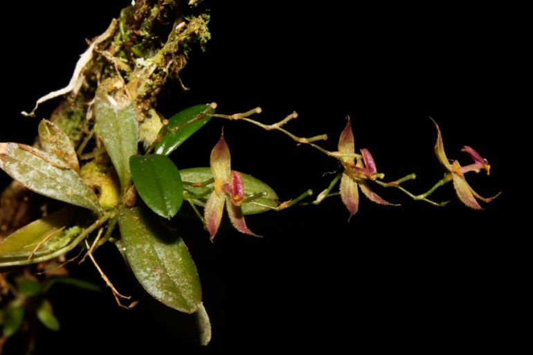 Descubren nueva especie de orquídea en Perú