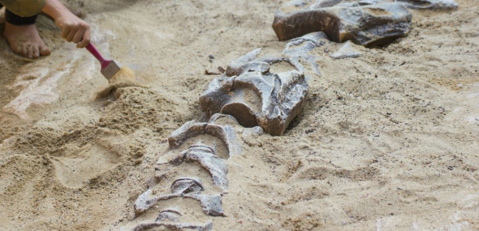 Encuentran restos de nueva especie de dinosaurio
