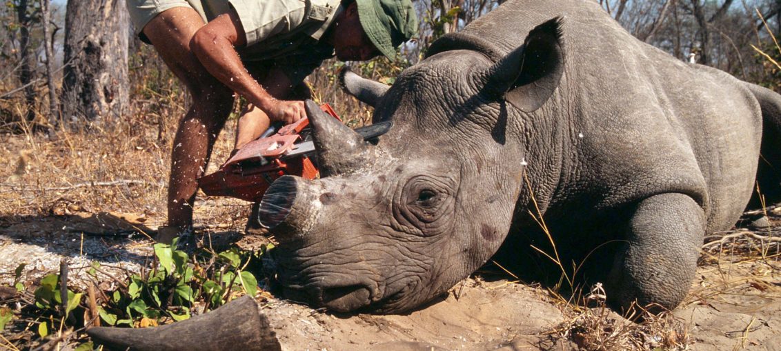 Furtivos matan cientos de rinocerontes en Sudáfrica