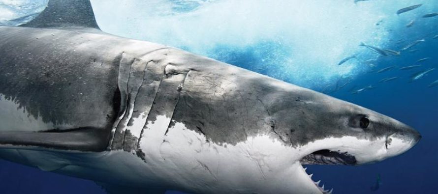 Ataque de tiburón deja un muerto en Massachusetts