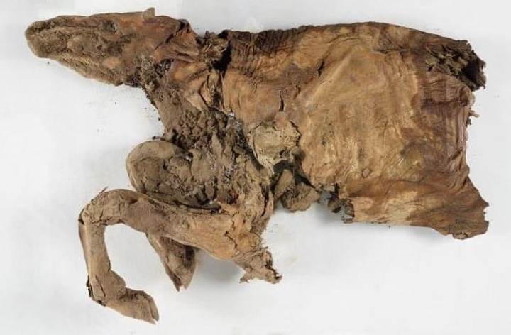 Hallan lobo y caribú momificados por 50.000 años