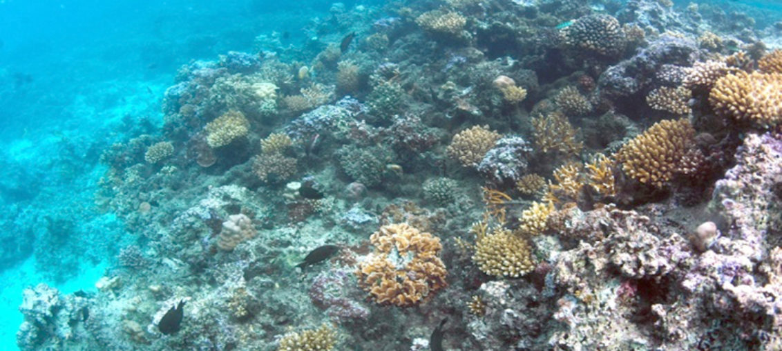 Los corales de aguas profundas también tienen estrés