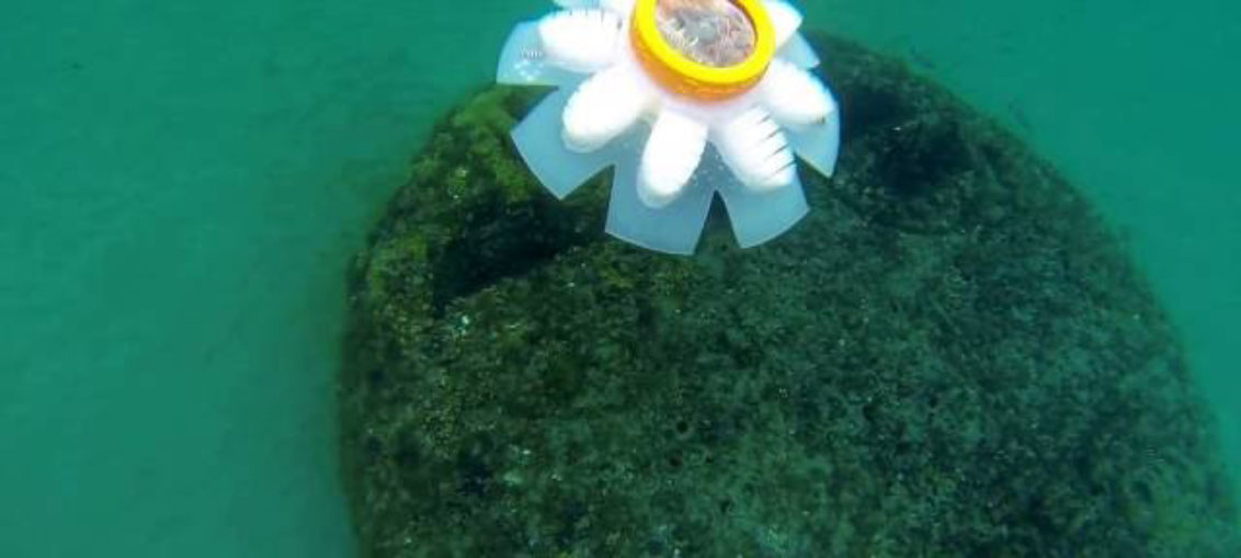 Medusas robot para cuidar los océanos