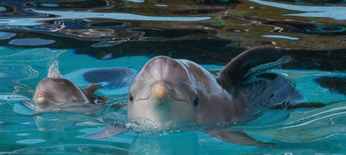 Nueva cepa de virus en delfines llega al Mediterráneo