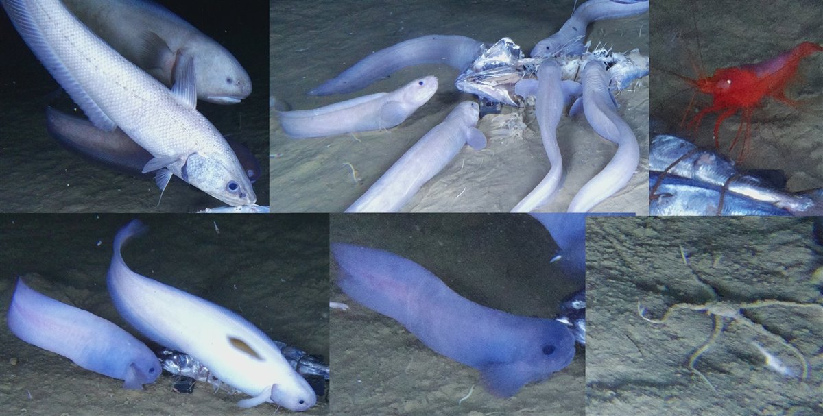 Nuevas especies de peces en el Pacífico