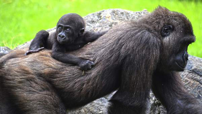 Pepe, el bebé gorila, cumple seis meses