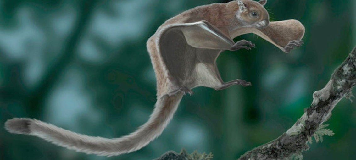 Descubierto fósil más antiguo de ardilla voladora