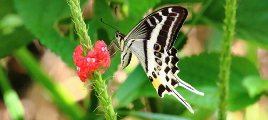 Descubren espectacular mariposa en una isla de Fiyi